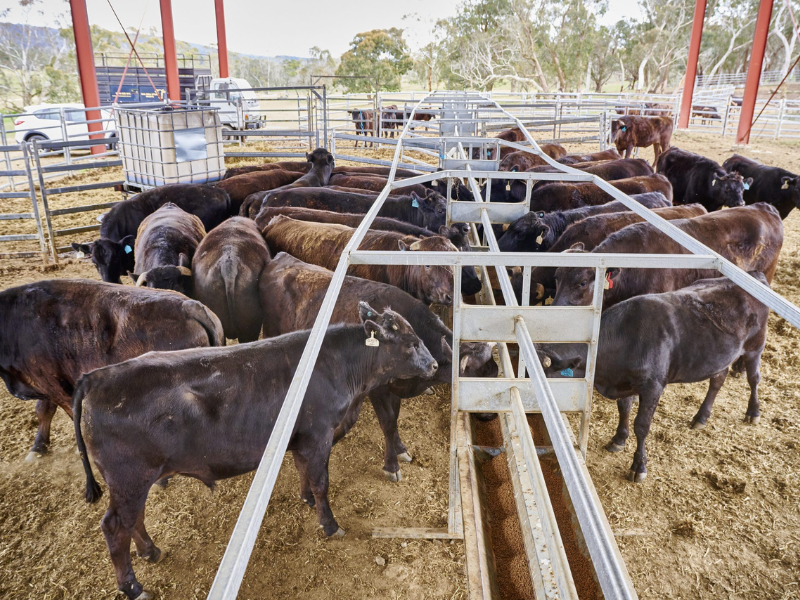 Feedlot - Automatic-feeder-in-action