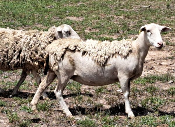 Deposit - Dorper sheep